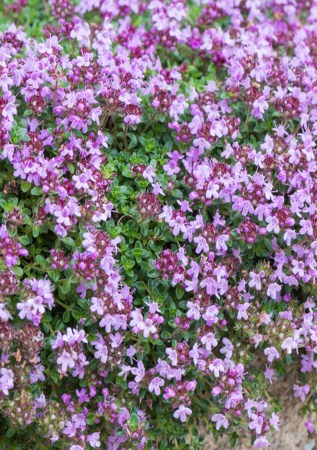 ЧЕБРЕЦЬ повзучий  Cocineus